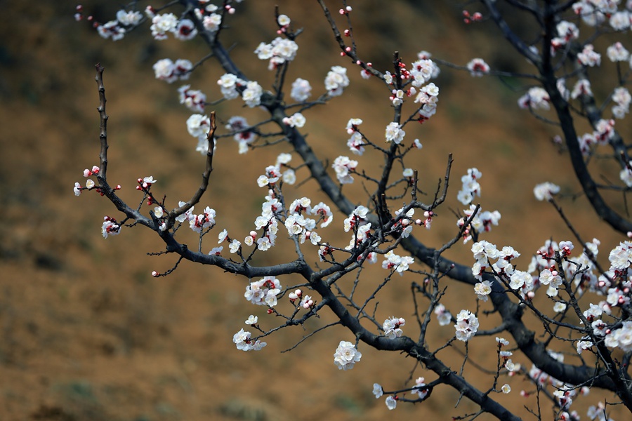 聚焦陕西蓝田泄湖镇,蓝田县洩湖镇发展规划