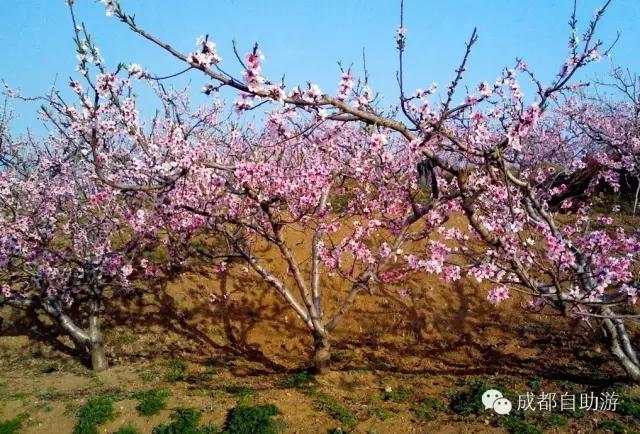 2022成都周边赏花,成都周边游赏花最佳景点