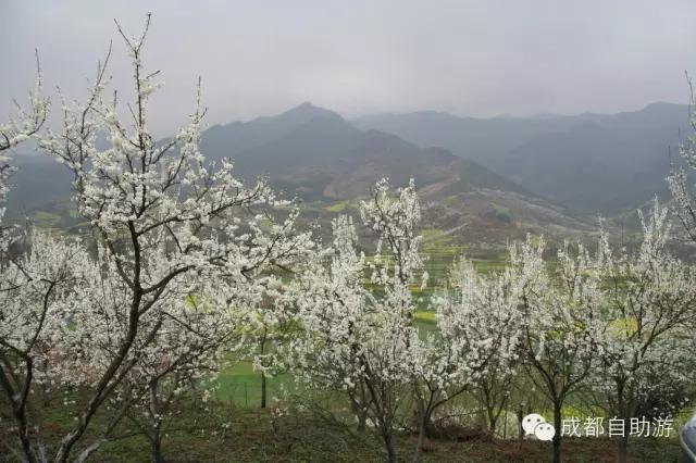 2022成都周边赏花,成都周边游赏花最佳景点