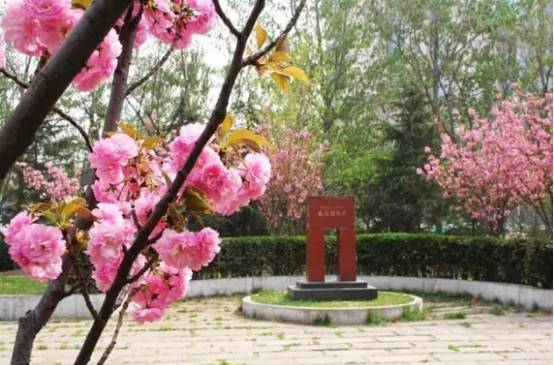 看樱花何必去远方,天津水上公园神户园樱花