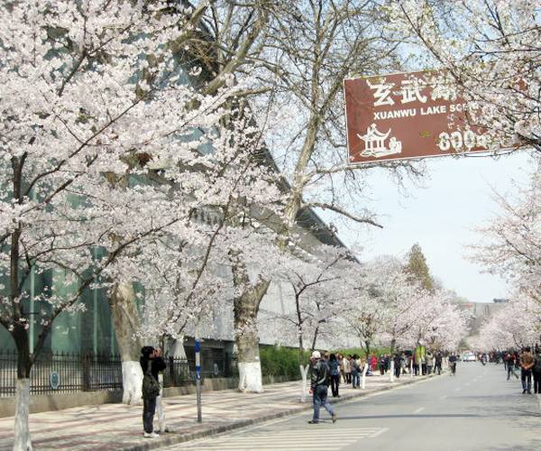 一场樱花雨醉了人间四月天,人间最美四月天樱花怒放