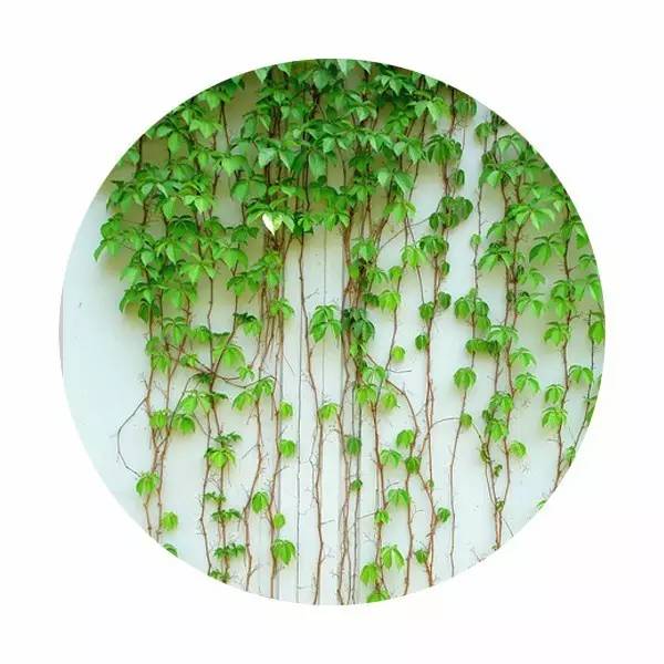 说文解字中关于颜色,说文解字青