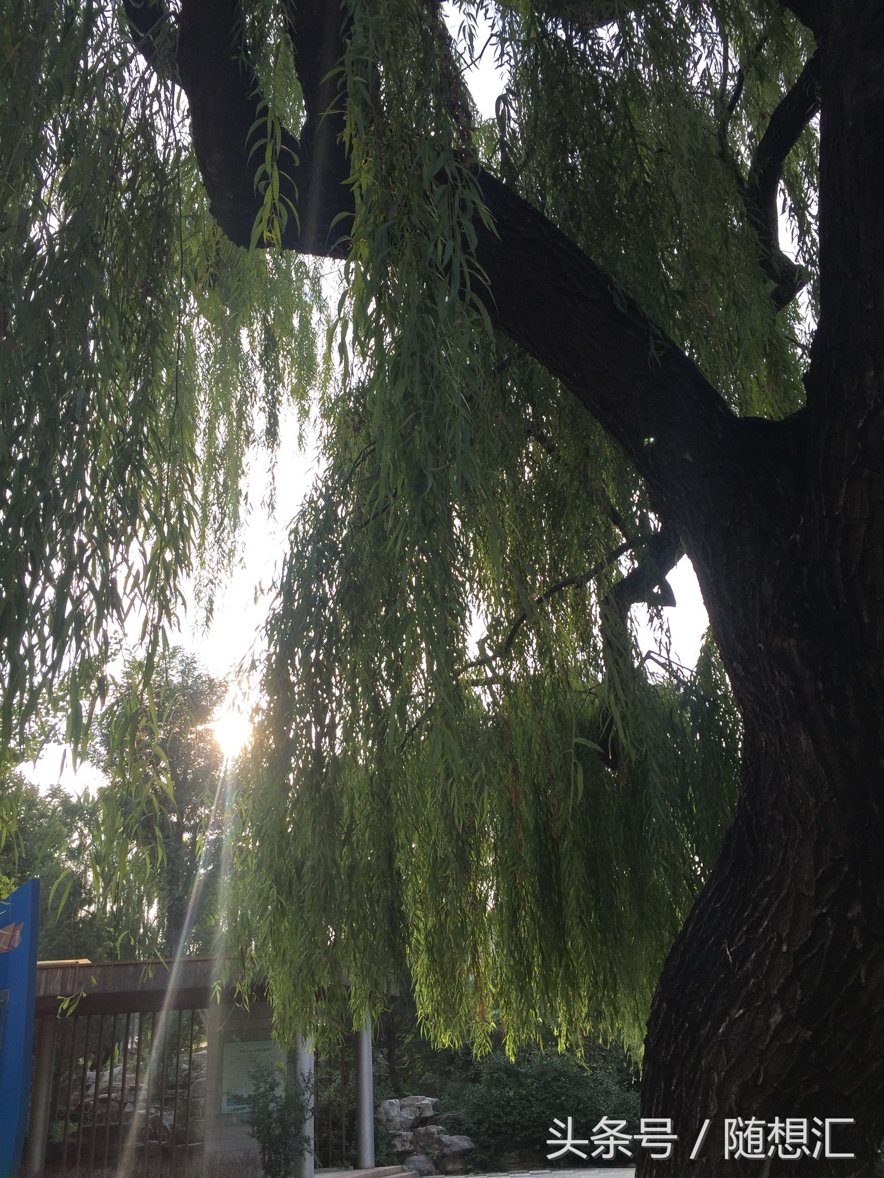 唐诗咏柳贺知章古诗讲解,咏柳贺知章中学生必背古诗