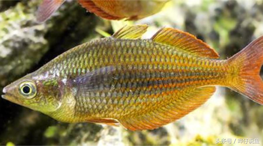 最漂亮的鱼缸大全,六大美女都有哪些