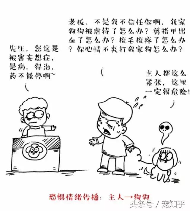 为什么狗总是害怕去宠物店,狗为什么总是害怕进宠物店