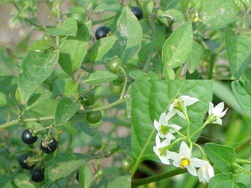 身边常见的中草药功效大全,常见中草药排名及功效