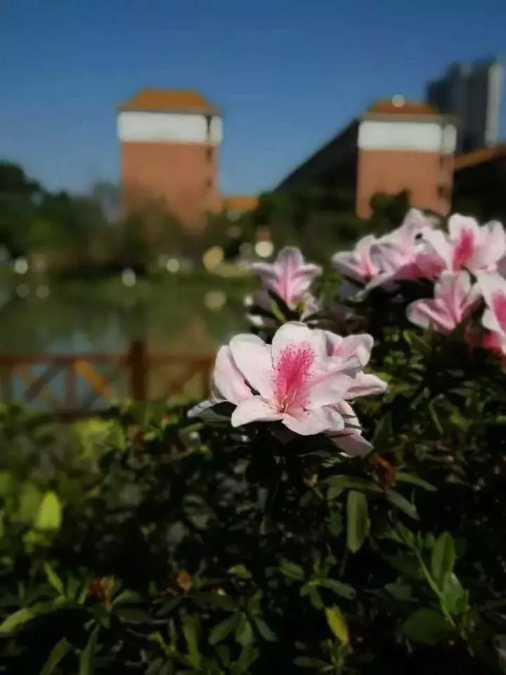 广州最美国际学校,广州最好的外国语学校