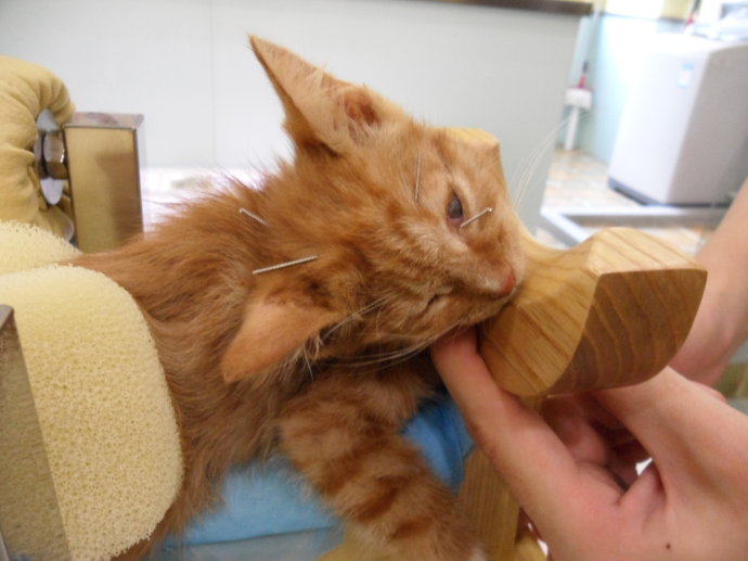 道格队长的训练,道格宠物训练