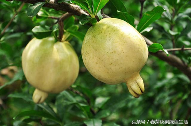 全国最好的石榴属于什么档次,哪种石榴品种好吃