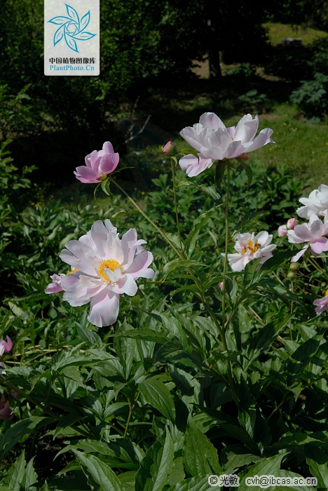 郝万山治疗慢性病,郝万山一个方子治一百种病