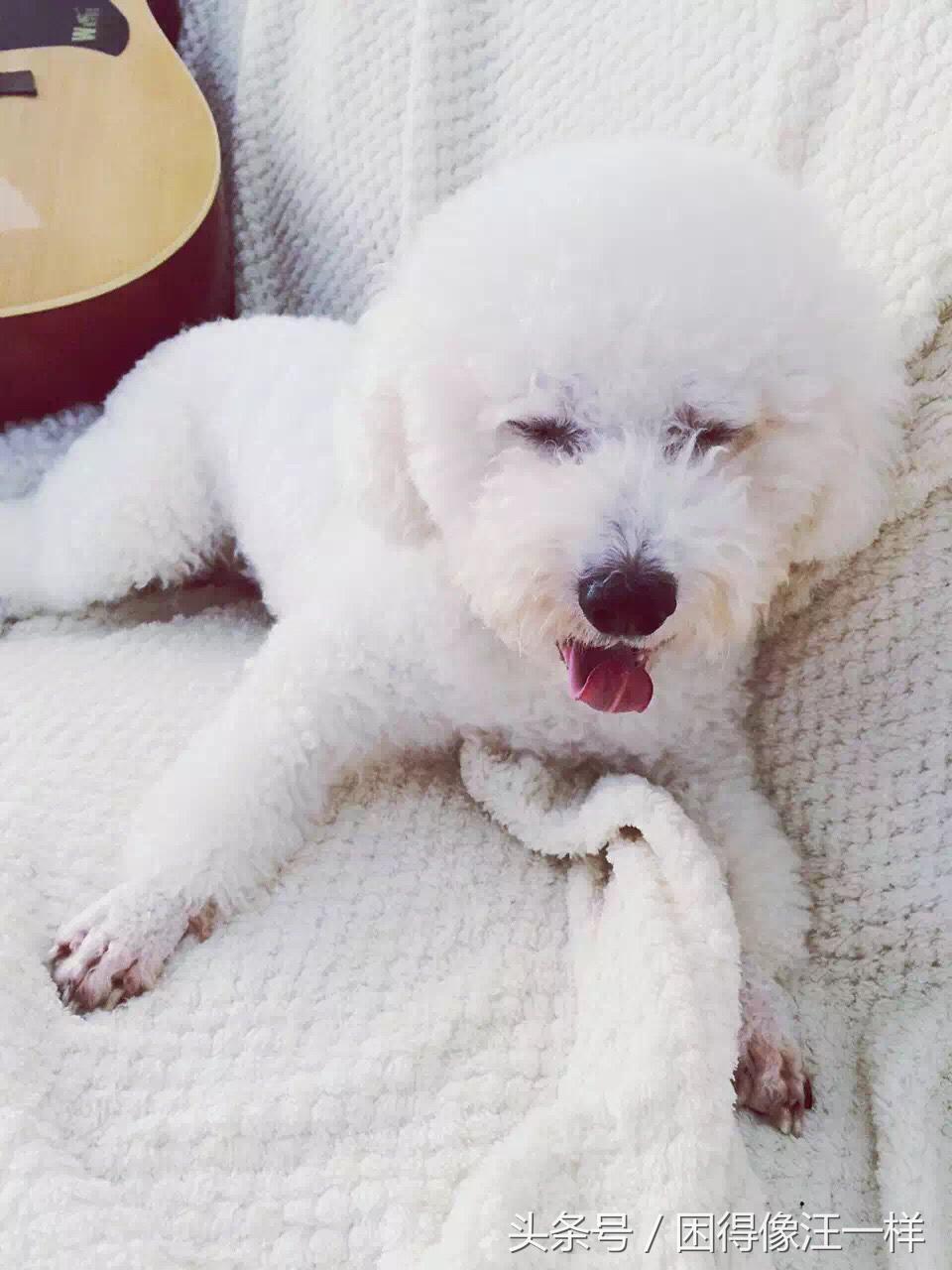 洗澡的时候狗狗浑身是血，居然是寄生虫作怪