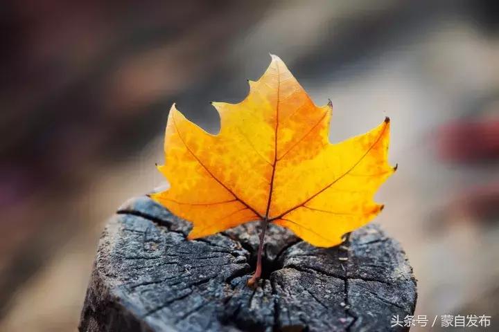 寒露这一天,寒露的前一天好不好