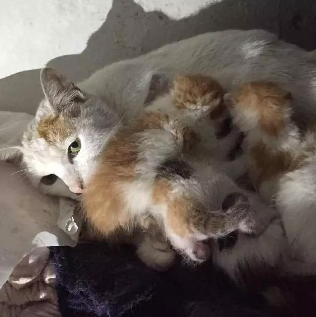 「3月上海领养」给流浪的它们一个温暖的家！