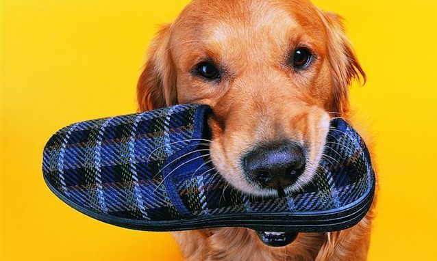 狗狗得了犬瘟热是什么症状,狗狗犬瘟热什么症状要怎么治疗