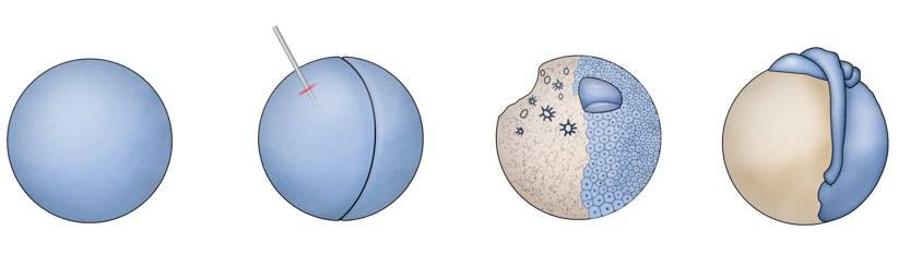 饶毅华大基因,饶毅和饶兵