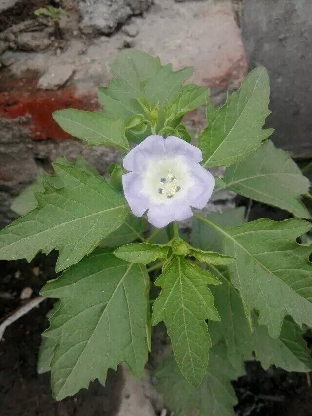 花界大侦探之养花有“药”用
