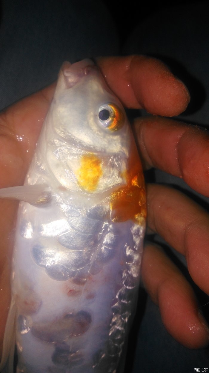 锦鲤迎春鱼跃龙门,锦鲤观赏鱼鸿运当头