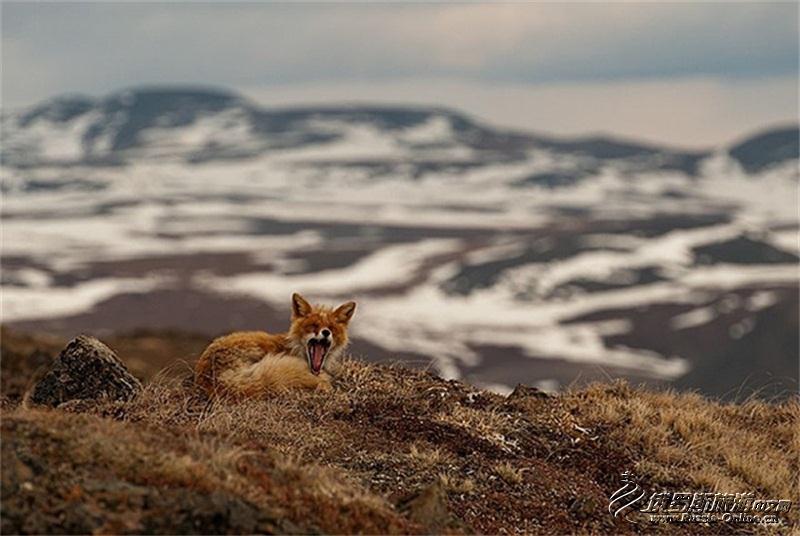 采矿工程师视频,采矿工程师拍摄的狐狸