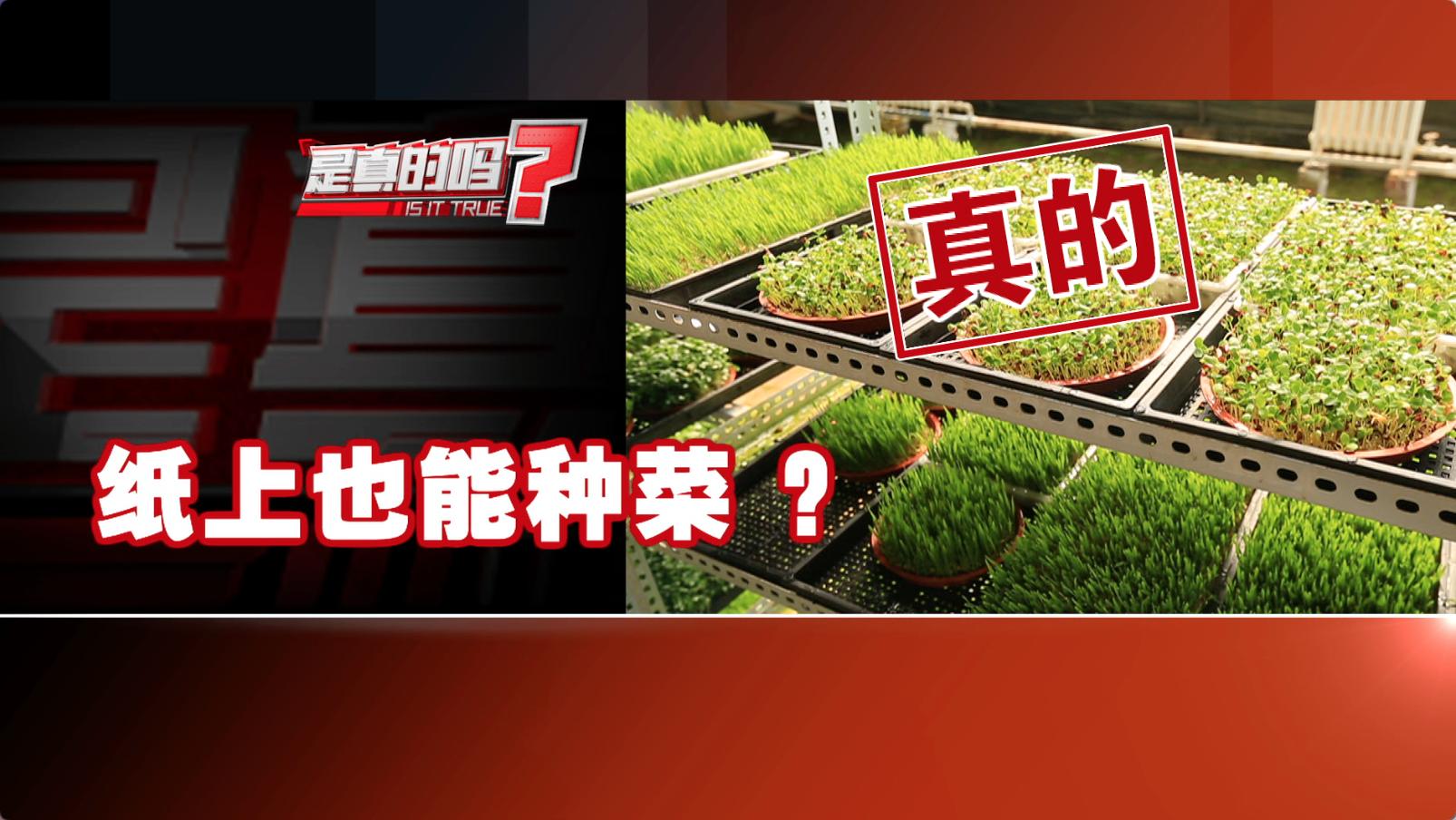 出来的五个种菜实用小技巧,纸上种菜可以种向日葵吗