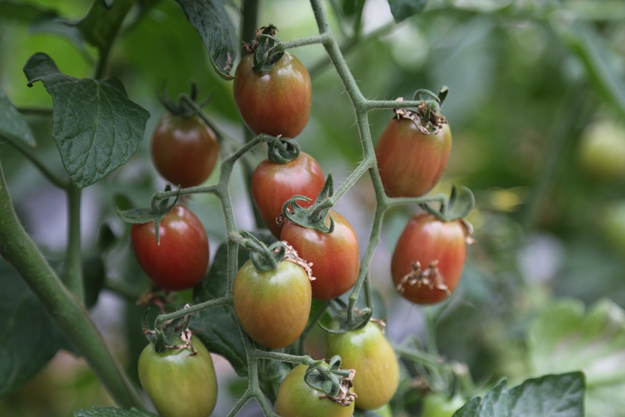 聚焦陕西蓝田泄湖镇,蓝田县洩湖镇发展规划