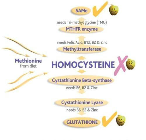 同型半胱氨酸是独立健康指标,同型半胱氨酸孕妇指标5.9正常吗