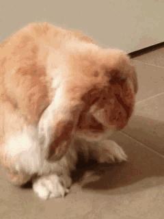 踏青被蜜蜂蜇,花海被蜜蜂蜇了