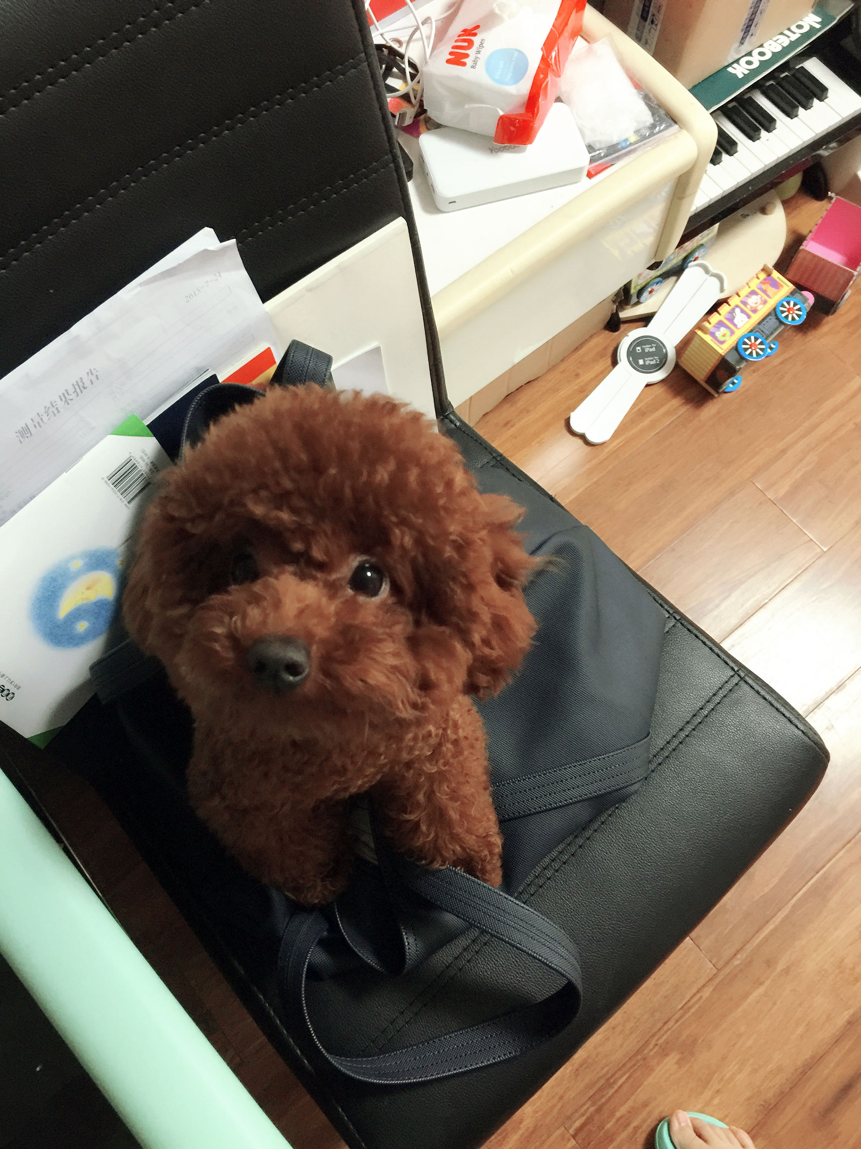 泰迪犬纯种幼犬大约多少钱一只啊,一只纯种泰迪多少钱