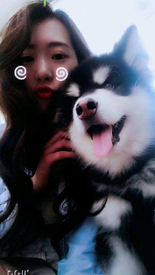 养好犬的人太不容易,为什么不建议新手养阿拉斯加犬