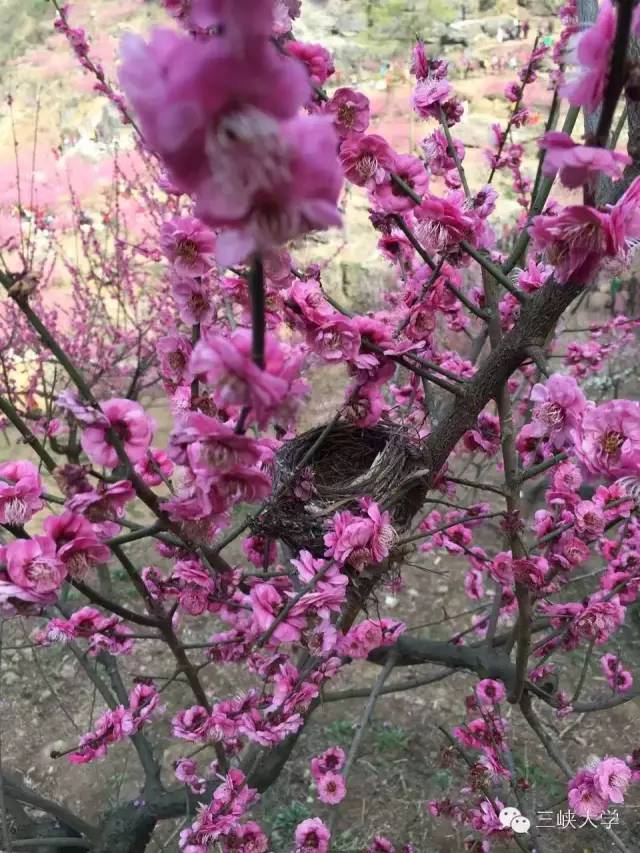 周末去三里街公园看花,周末游三凤山看桃花