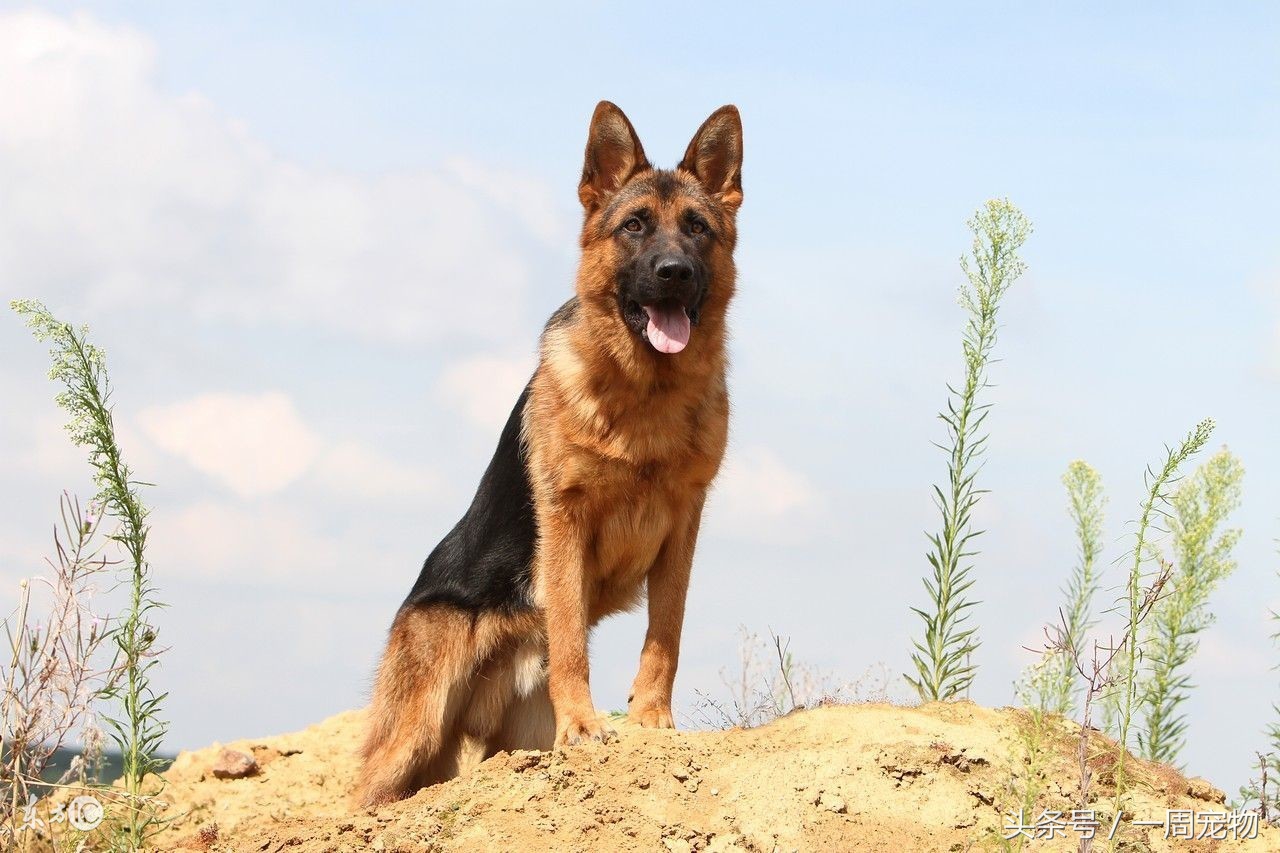 4个月德牧饲养,东德牧幼犬饲养
