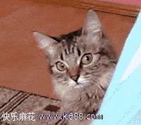 解放初期娶两个老婆的人有吗,解放后有好几个老婆的人怎么办