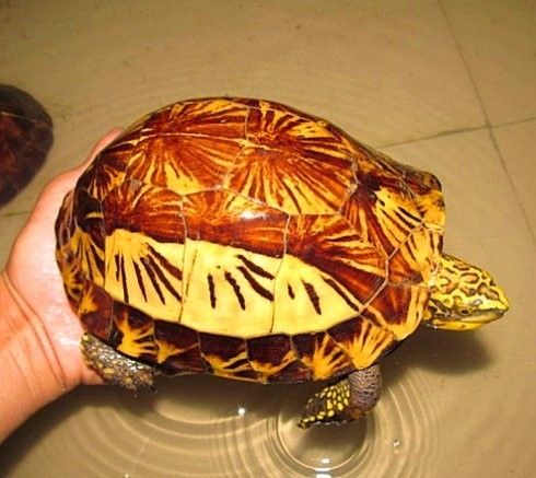 龟类冬眠方法技巧全面指南,各种龟类的冬眠方法