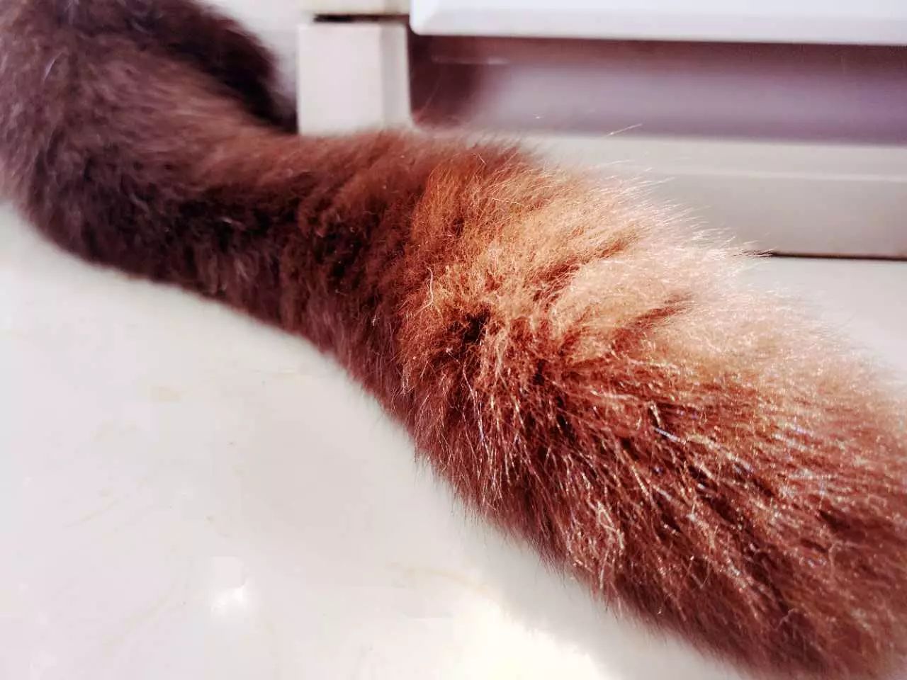 吸猫真的能上瘾吗如何戒瘾,云吸猫有哪些好处