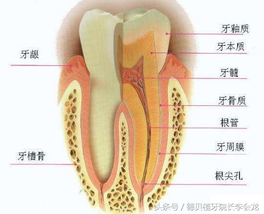 牙齿是怎么固定在牙床上的,牙齿是怎么安装在牙龈上的