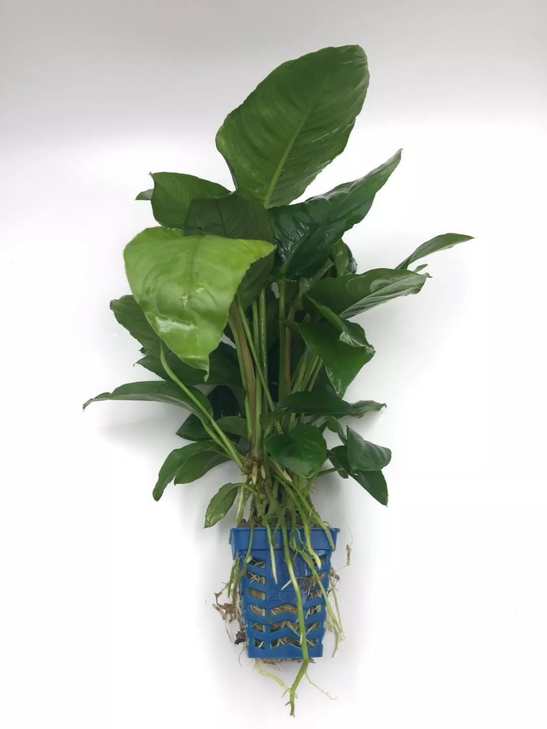 水榕需要种在水草泥里吗,水草造景生命之树