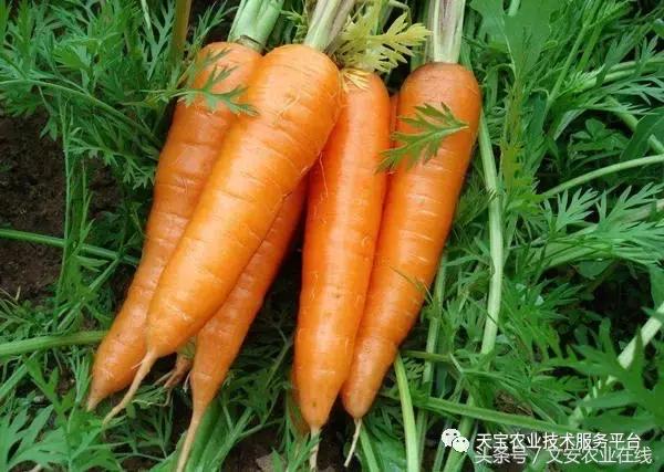 磷酸二氢钾在农作物的使用方法,磷酸二氢钾使用方法及注意事项