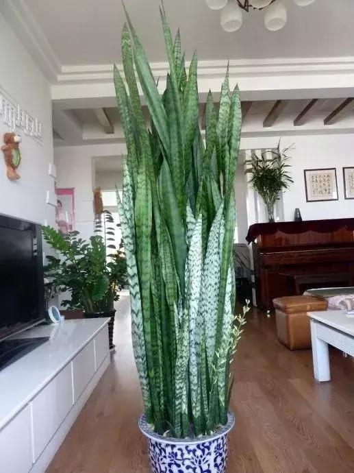 虎皮兰浇水浇透了怎么办,虎皮兰养殖方法和浇水