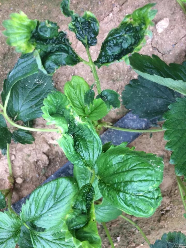 草莓病毒病防治用药,草莓病毒病症状及防治