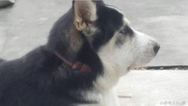 狗被蜜蜂蛰了脸都肿了哈士奇,哈士奇被蜜蜂蛰前后的图片