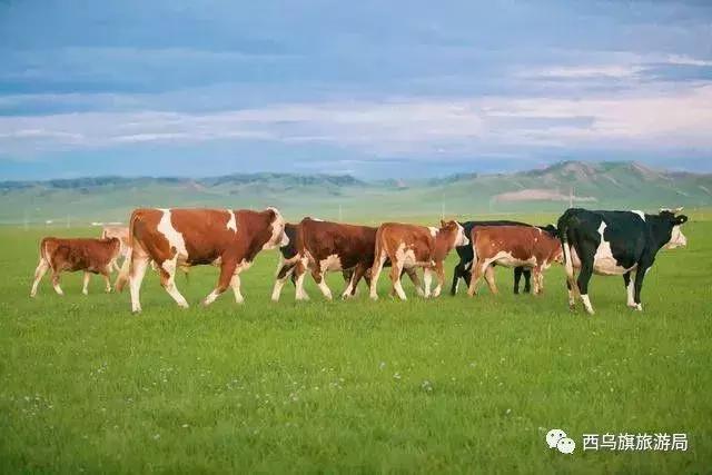 去了内蒙为什么敬酒三杯，哈达怎么接，马奶也是良药？