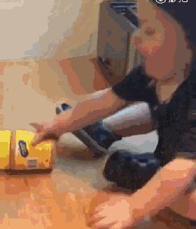 生完宝宝的萨摩,生完宝宝的萨摩耶