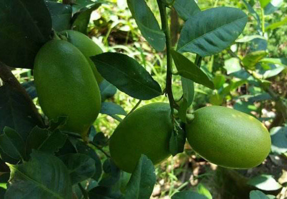 柠檬栽培技术视频,柠檬种植技术书籍