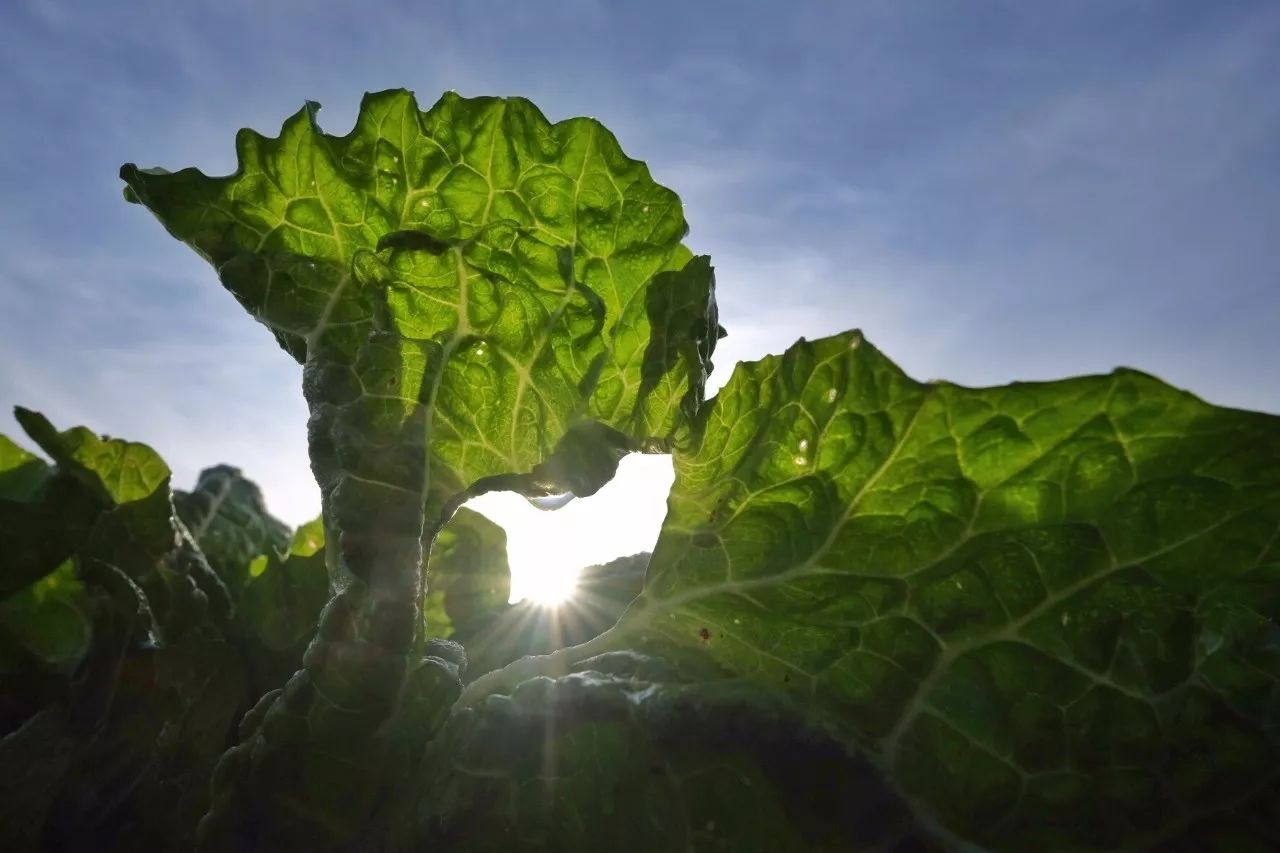 一场秋宴是清欢/农场餐桌之慈心秋宴纪实Farm-to-Table