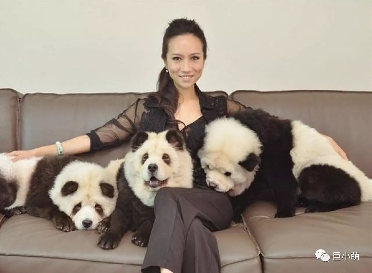 1000块买熊猫,三千块钱买熊猫