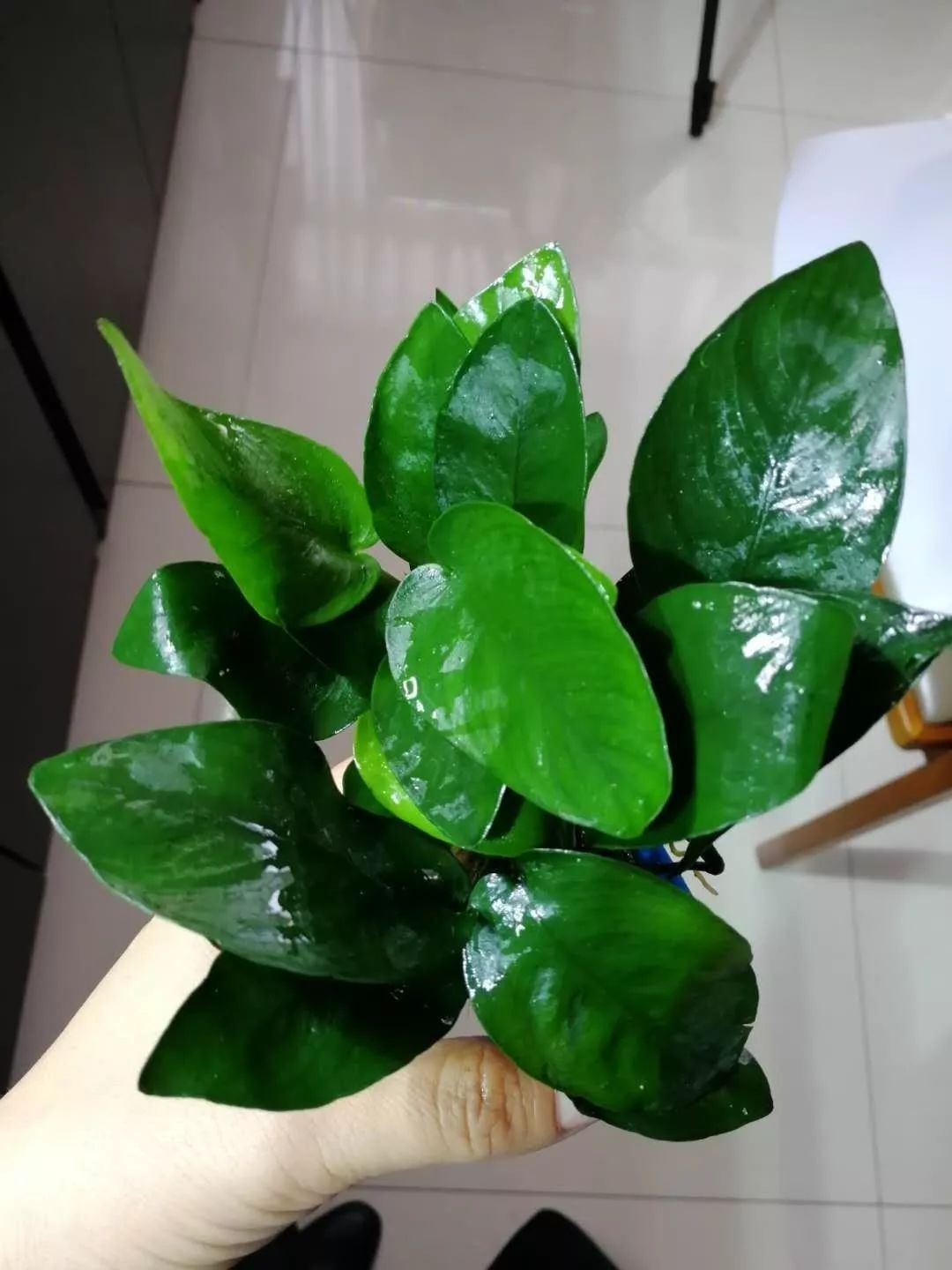 水榕需要种在水草泥里吗,水草造景生命之树