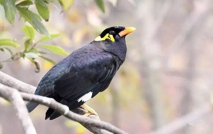 为什么大家都喜欢养八哥,为什么很多人喜欢养鹦鹉鱼