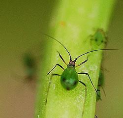 未来几年市场将不断增长的6虫5树，种养结合，稳赚不赔