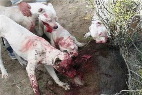 杜高犬幼犬饲养技巧,杜高犬怎么训练它才会咬野猪