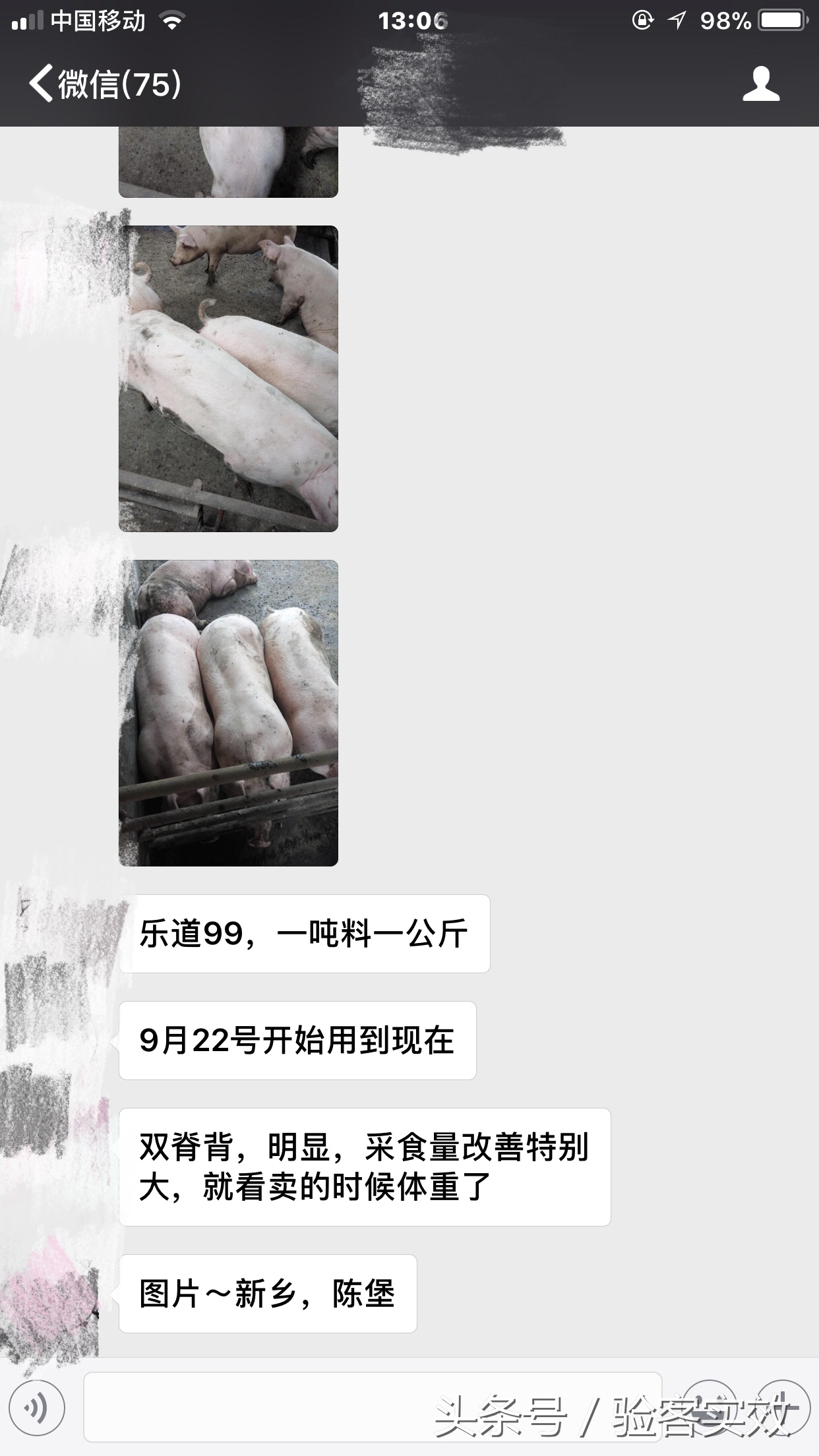 董广林母猪饲养,董广林养猪