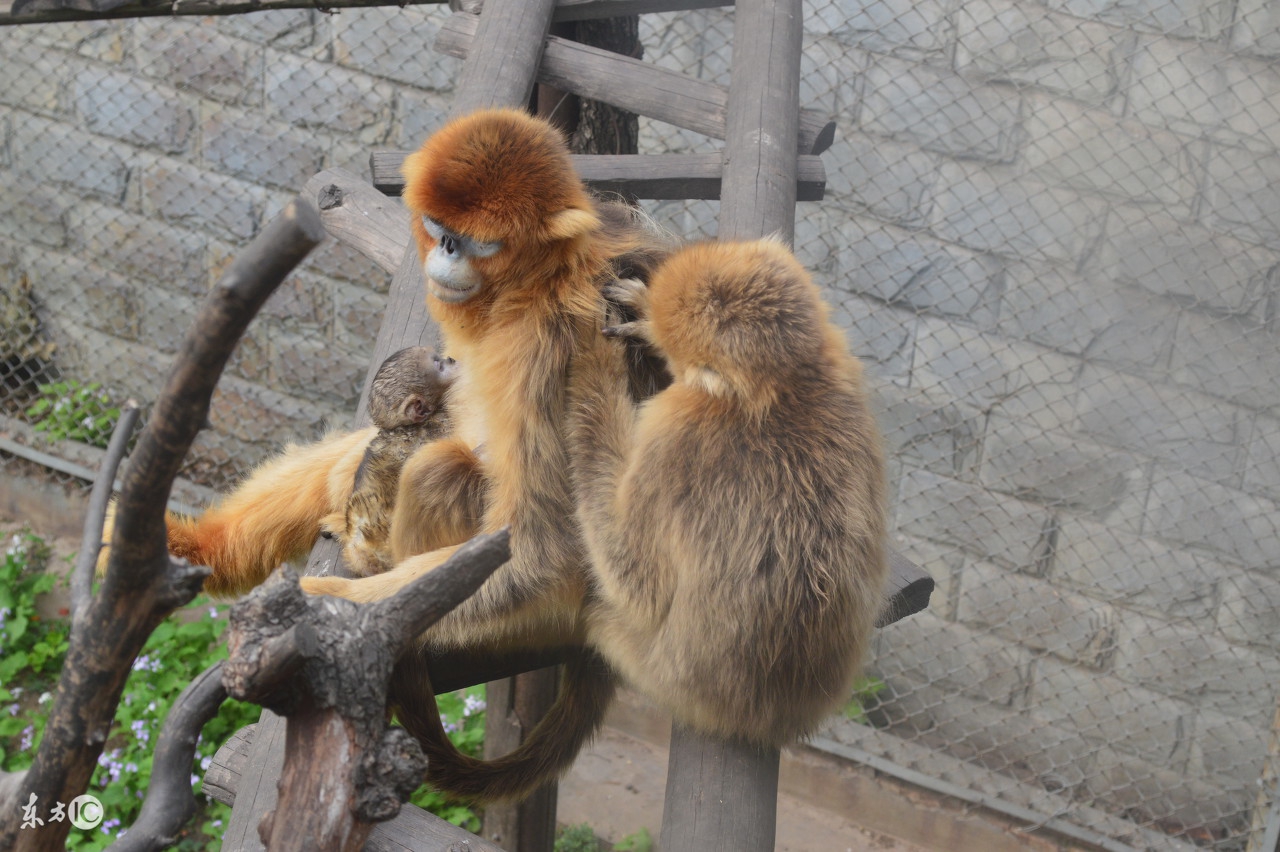 东升动物园日记,校园里的动物园日记